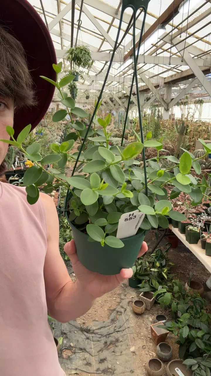 plant/H553 cumingiana-0