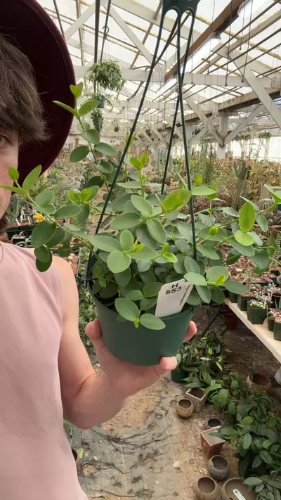 plant/H553 cumingiana-0-thumbnail