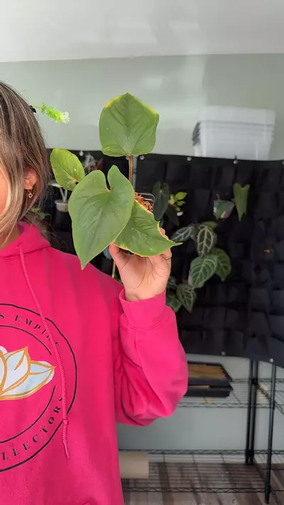 plant/anthurium kuna 1193-0-thumbnail