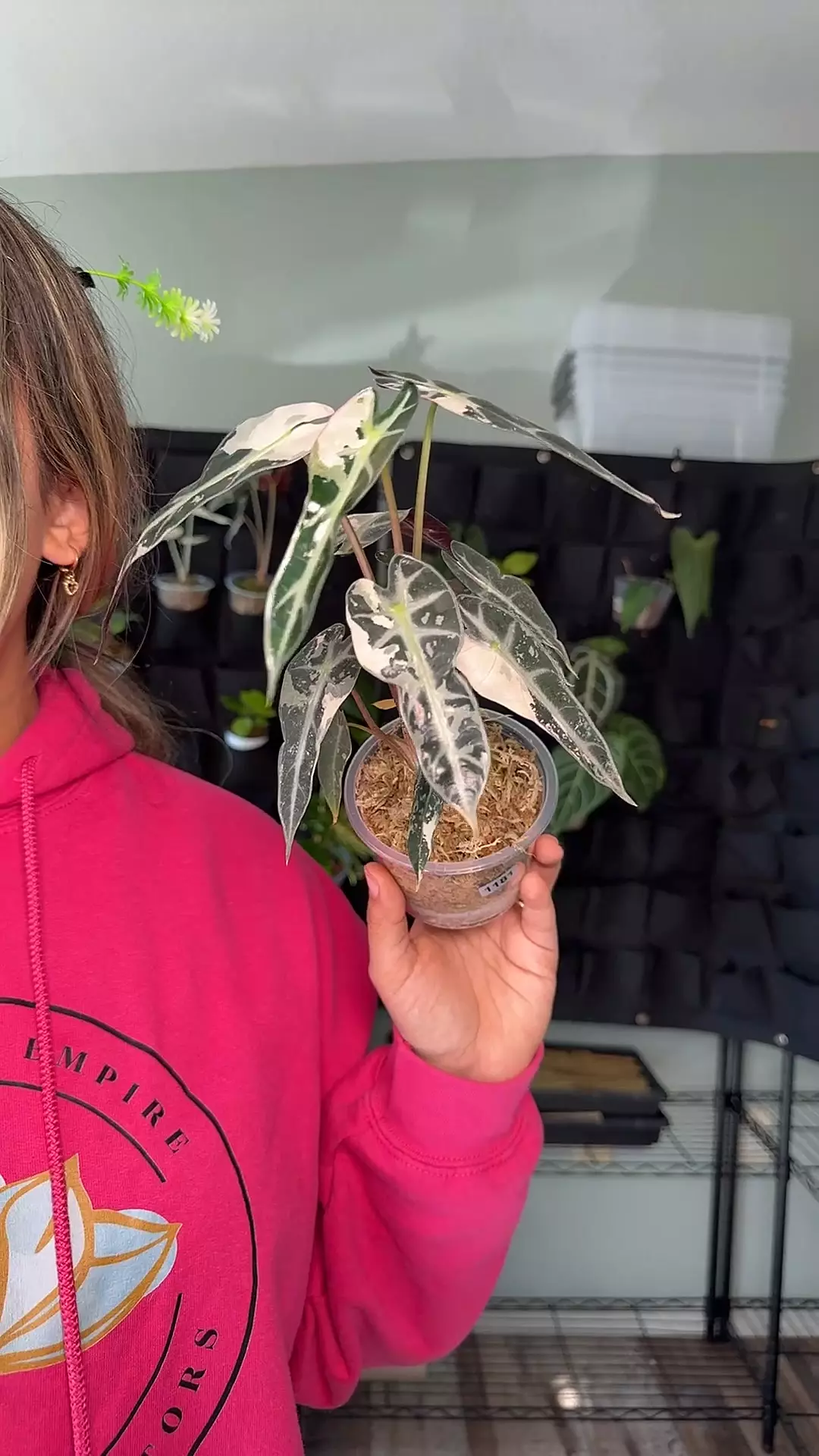 plant/1181 Alocasia bambino variegated-0