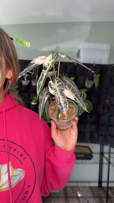 plant/1181 Alocasia bambino variegated-0-thumbnail