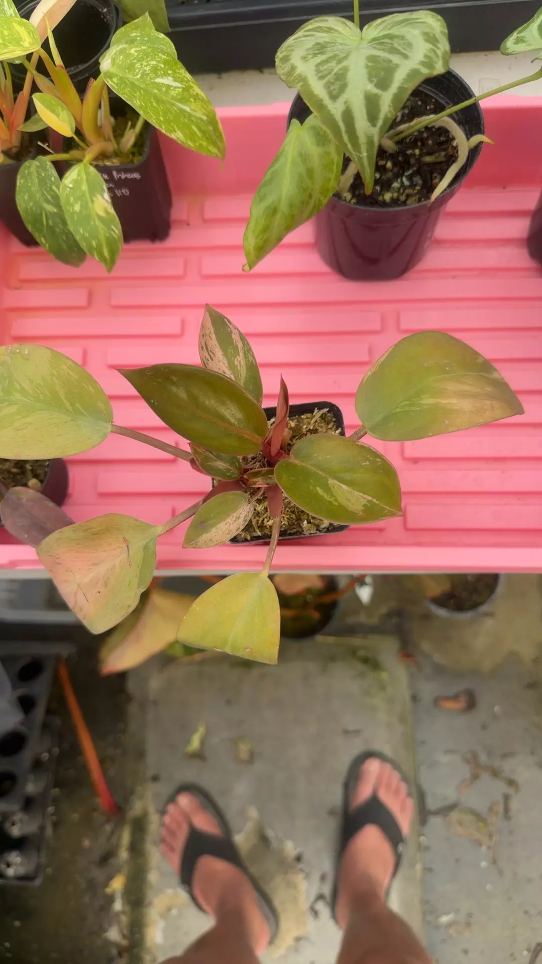 plant/Congo dwarf mint-0