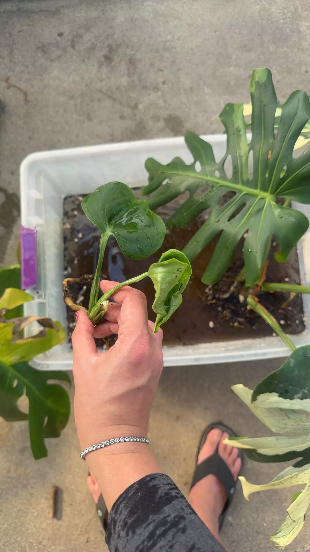 plant/monstera Ocean Lava prop-0