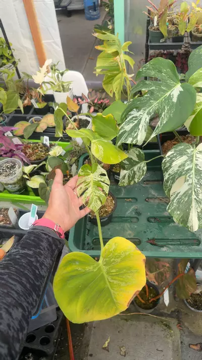 plant/monstera bblulbasaue fully rooted-0-thumbnail