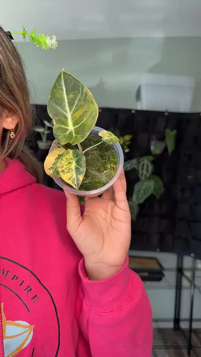 plant/Alocasia black velvet   aurea 1187-0-thumbnail