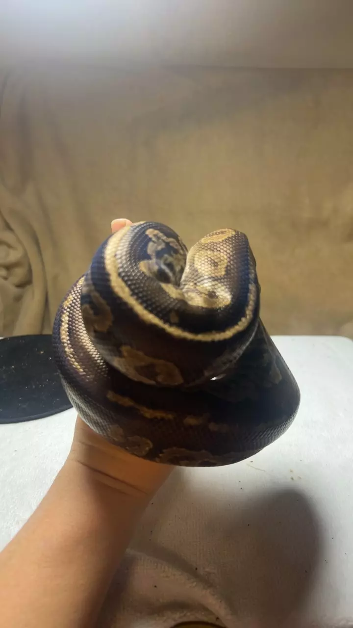 plant/1.0 Gargoyle Het Albino-0