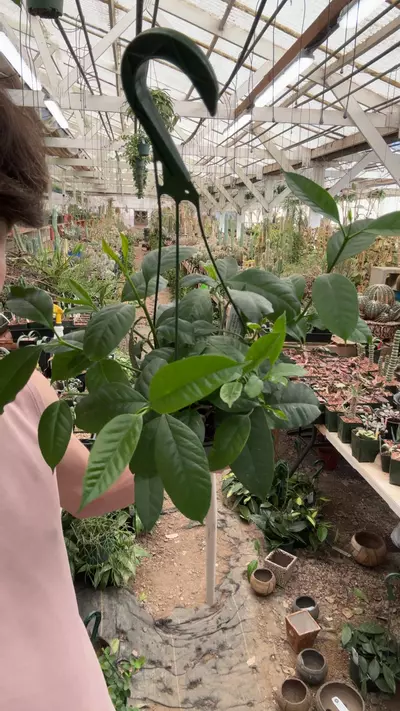 plant/H549 multiflora-0-thumbnail