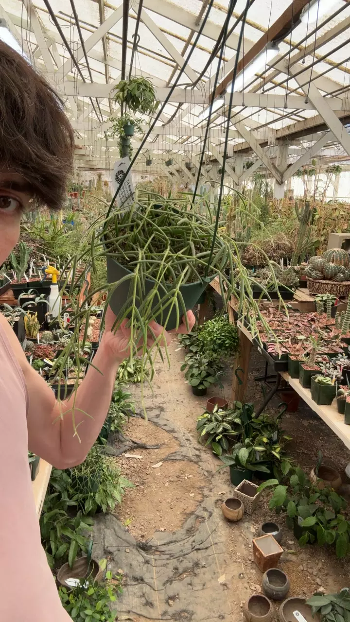 plant/H555 linearis-0