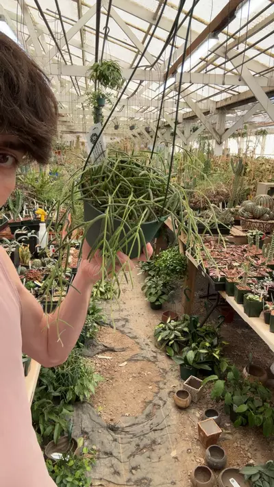 plant/H555 linearis-0-thumbnail