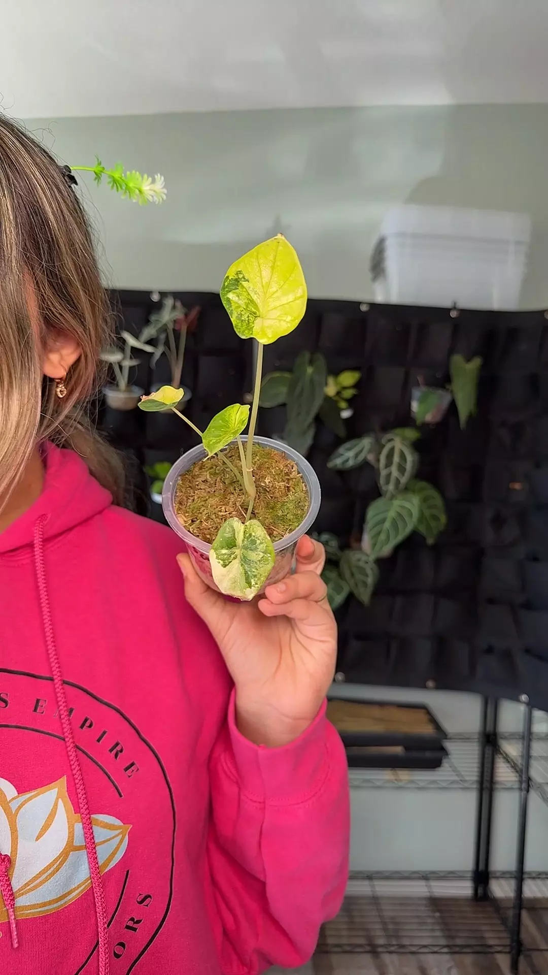 plant/Alocasia dragon scale aurea 1184-0