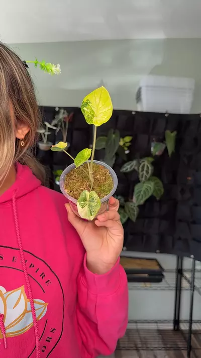 plant/Alocasia dragon scale aurea 1184-0-thumbnail