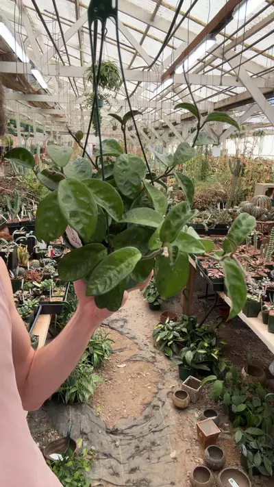 plant/H520 krinkle-0-thumbnail