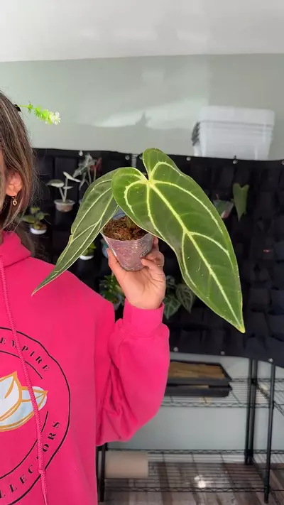 plant/1185 anthurium regale-0-thumbnail