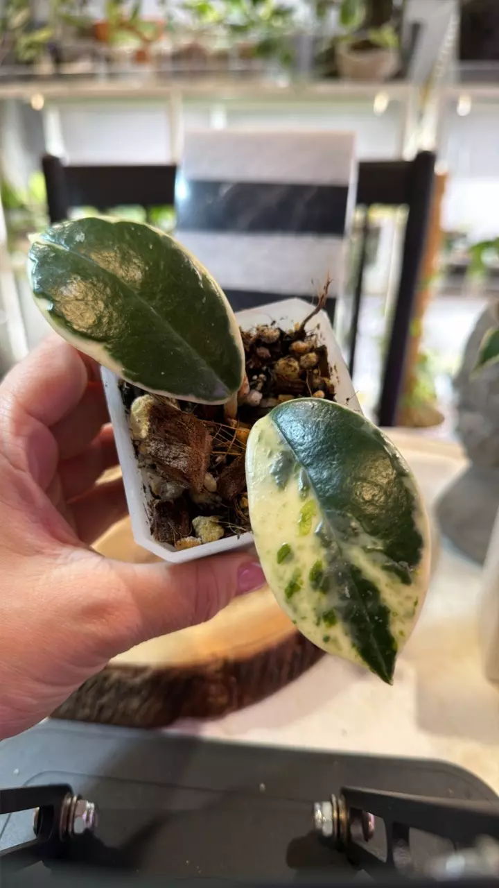 plant/Madara Snow Angel 122-0