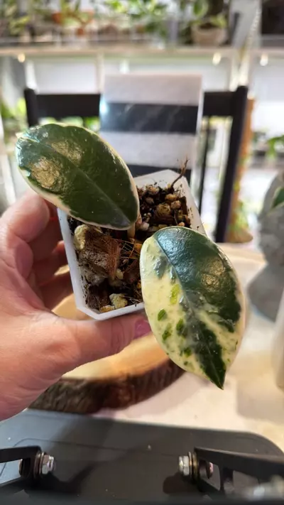 plant/Madara Snow Angel 122-0-thumbnail