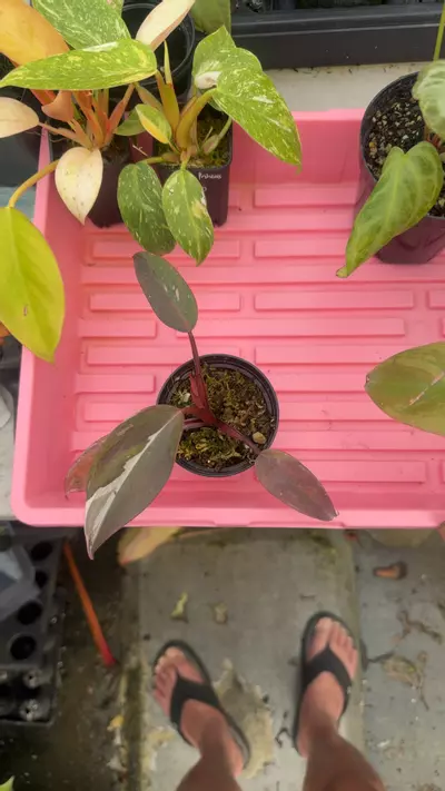 plant/red Anderson-0-thumbnail