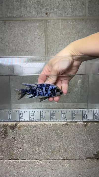 plant/ob mloto-0-thumbnail