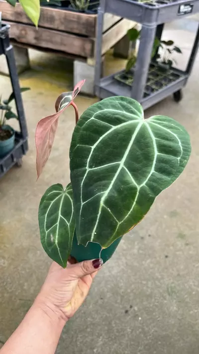 plant/F269 anthurium crystal sky-1-thumbnail