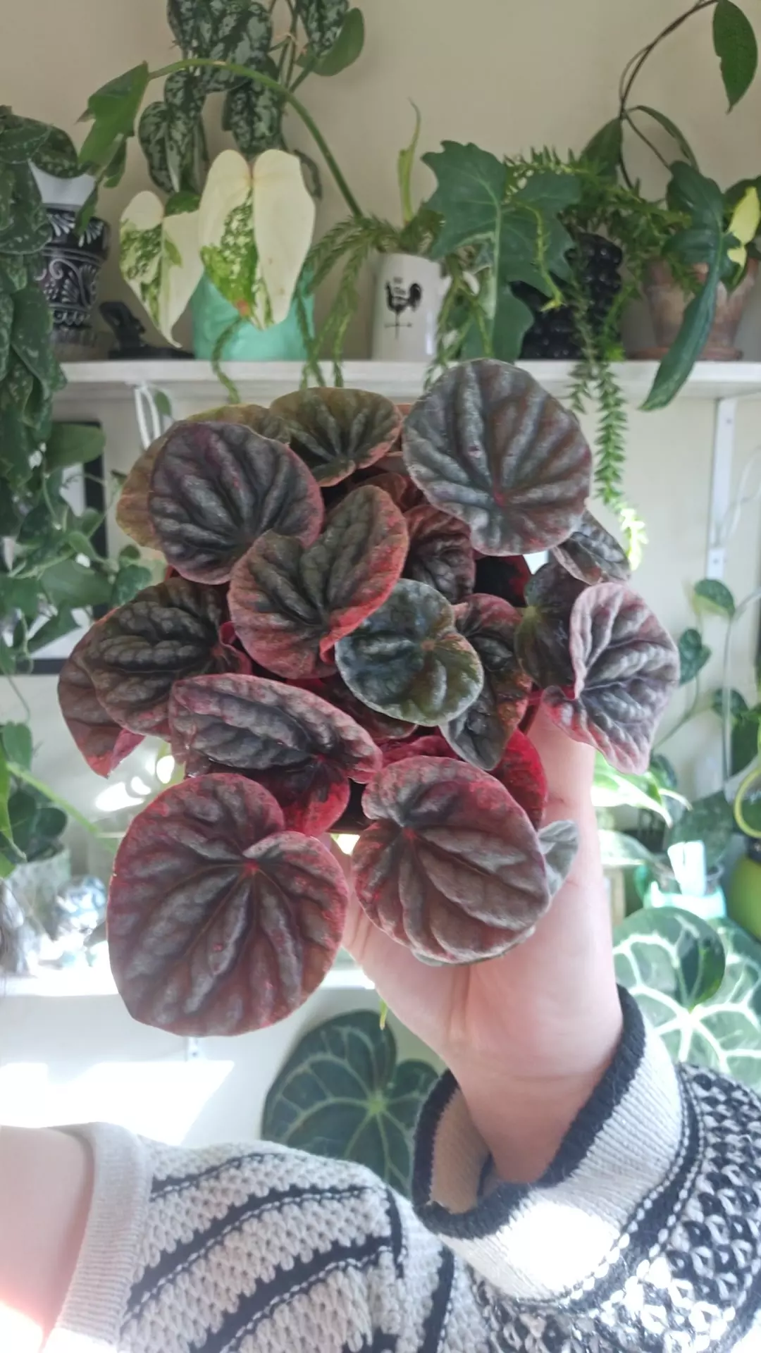 plant/peperomia abrico-0