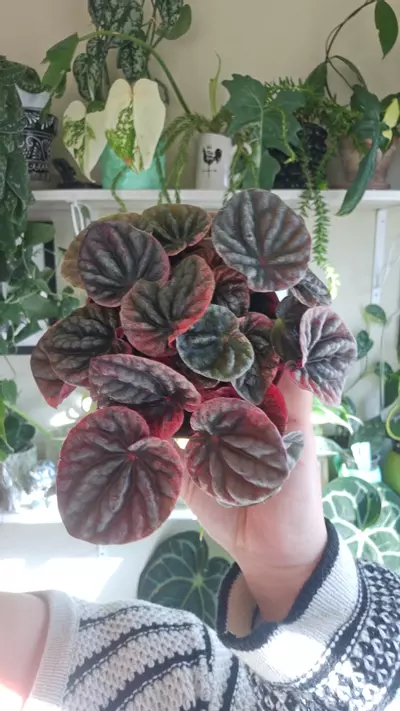 plant/peperomia abrico-0-thumbnail