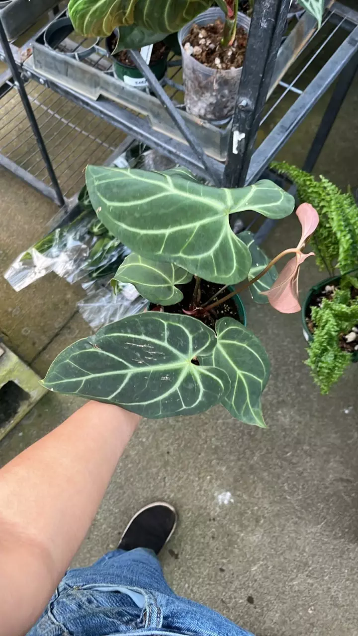 plant/F270 anthurium besseae aff x silver blush-1