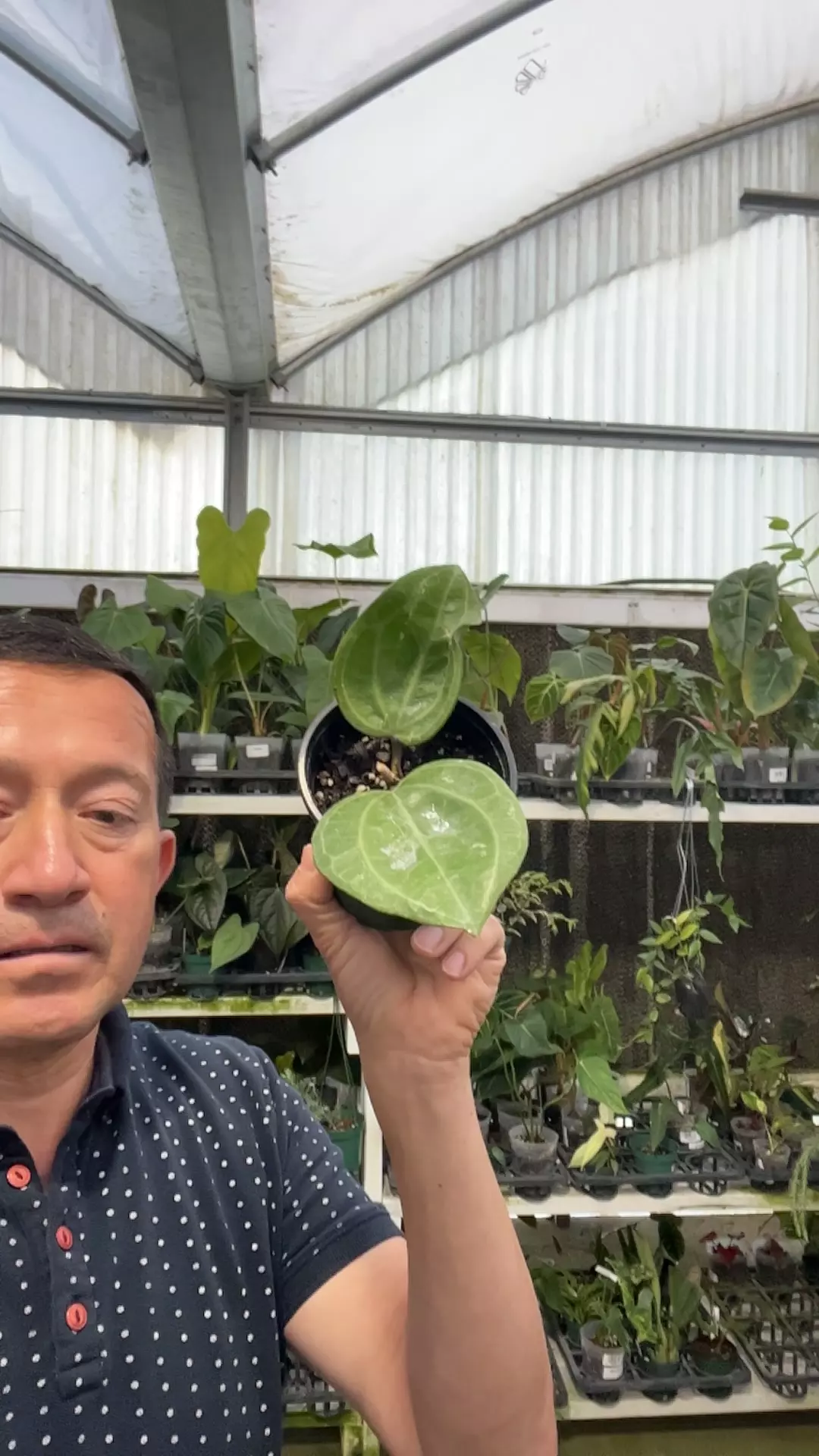 plant/Oq 142 Hoya Sarawak-0