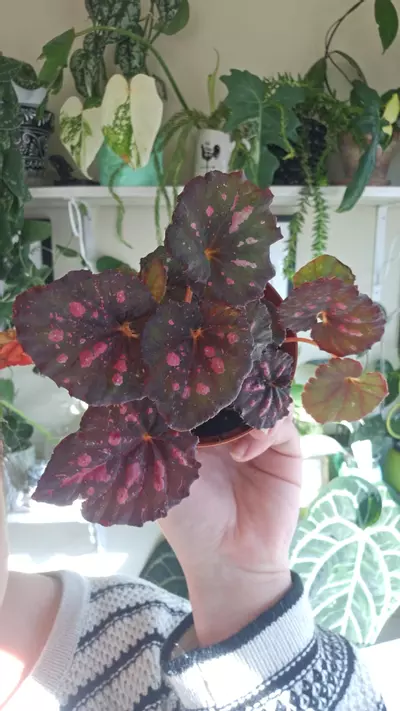 plant/ruby eclipse-0-thumbnail