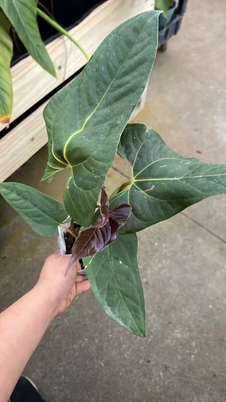 plant/F265 anthurium papillilaminum x pedatum-0