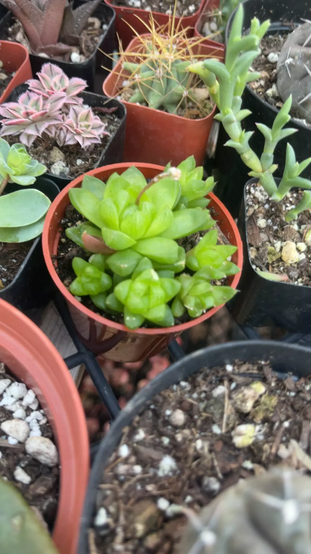 plant/Haworthia Cymbiformis 2.75”-0