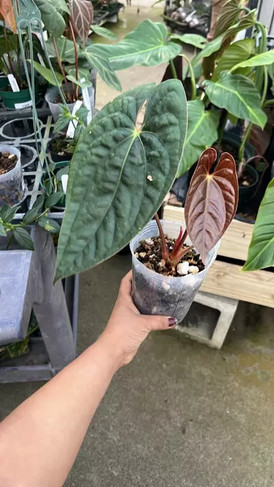 plant/F367 anthurium XimePortilla inver cross-0-thumbnail