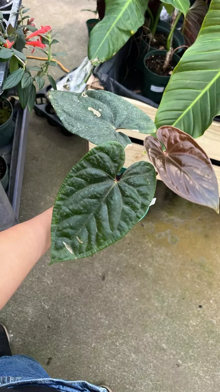 plant/F268 anthurium Andean moon x luxury jungle-0