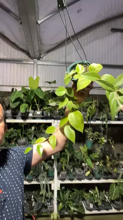 plant/Oq 140 ceratostema Zamorana-0-thumbnail