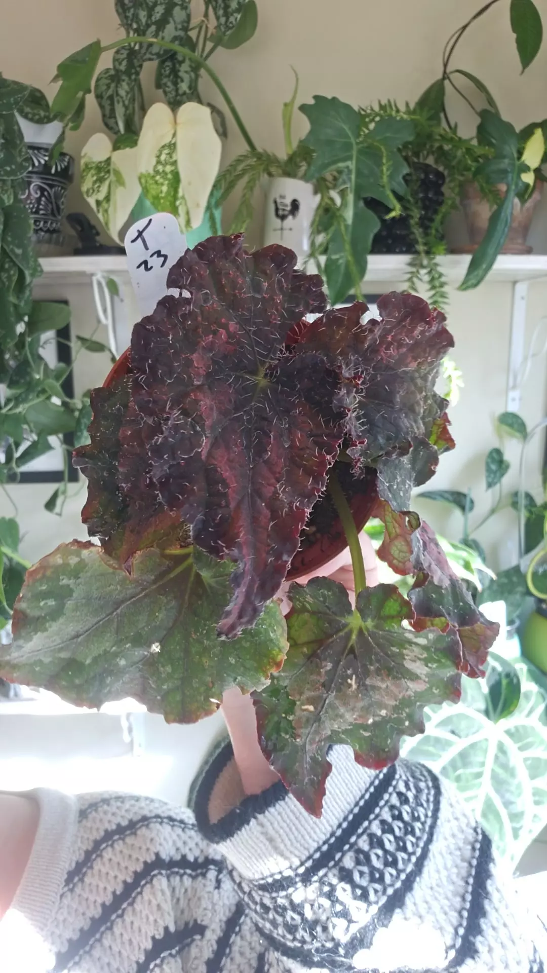 plant/Indian summer-0