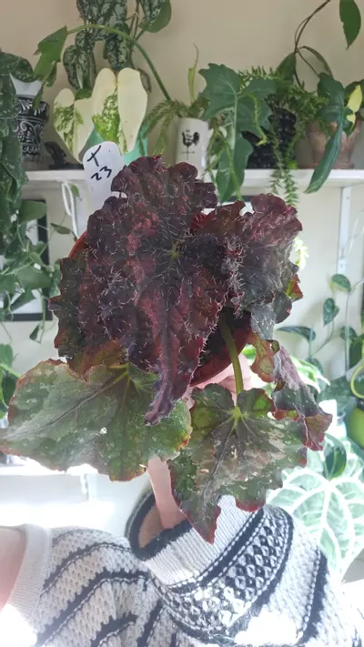 plant/Indian summer-0-thumbnail