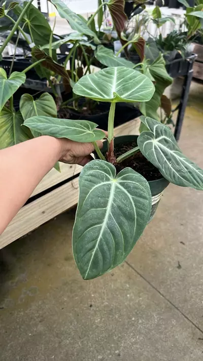 plant/F264 anthurium villenaorum big-1-thumbnail