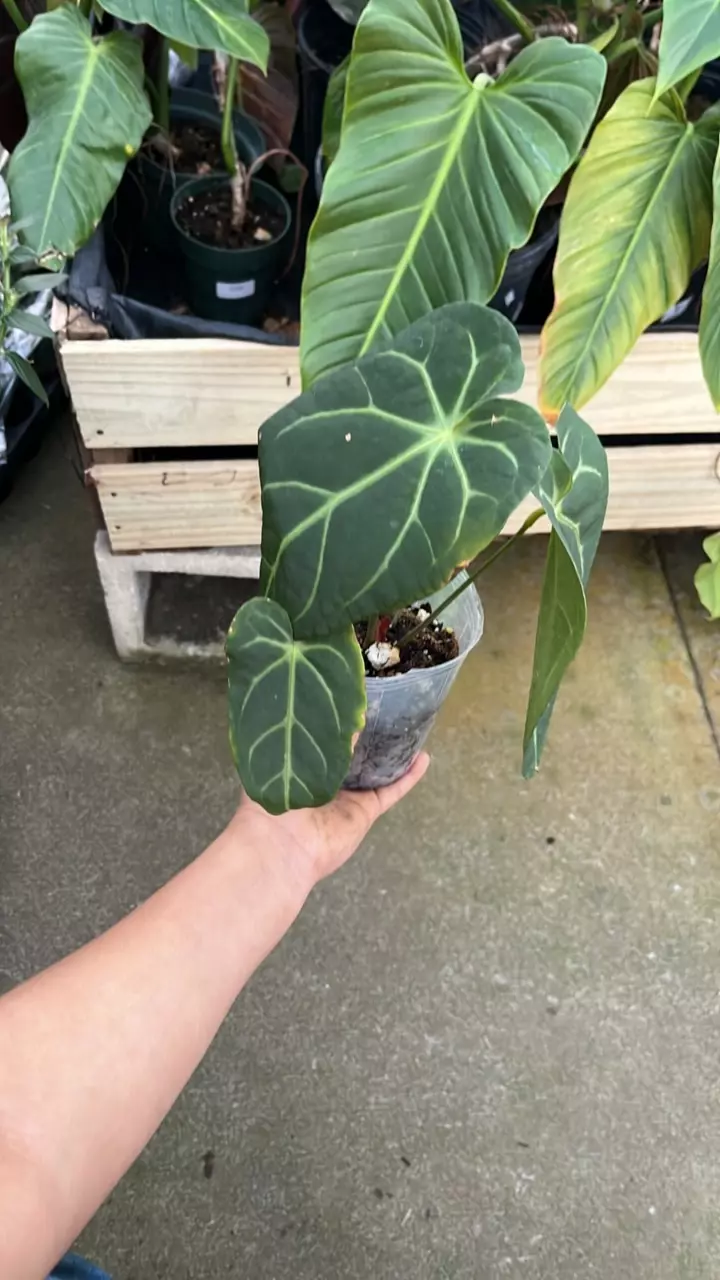 plant/F272 anthurium magnificent silver-2