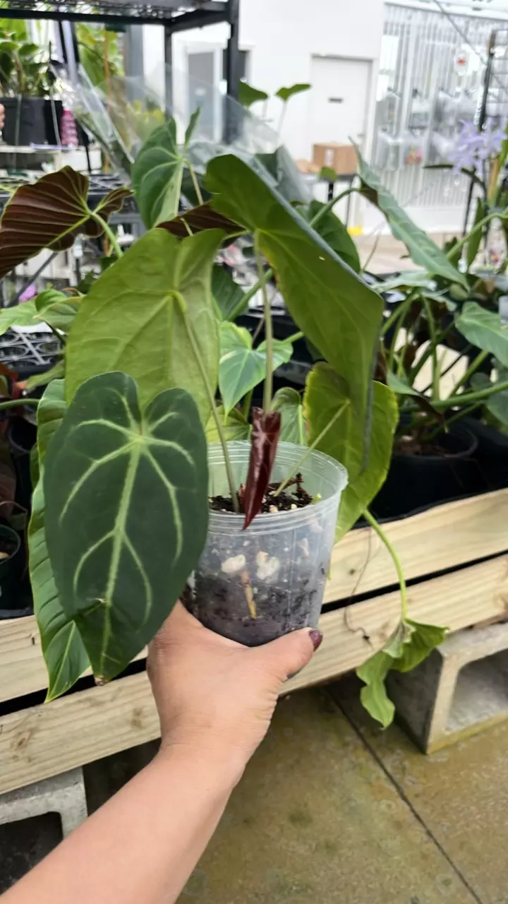 plant/F272 anthurium magnificent silver-0