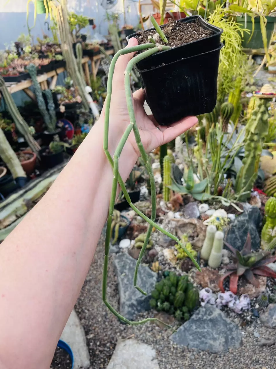 plant/Cynanchum _? Larger-0