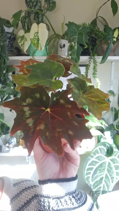 plant/paleata dark form-0-thumbnail