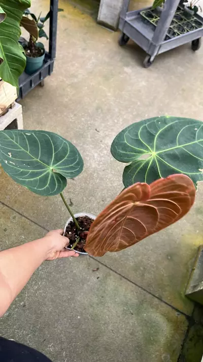 plant/D294 anthurium Shuar princes fantasy inver cros-1-thumbnail