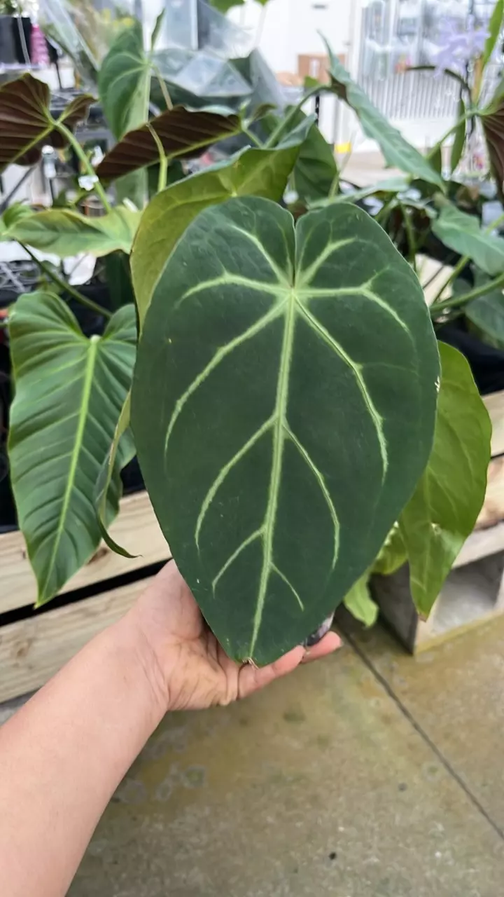 plant/F272 anthurium magnificent silver-1