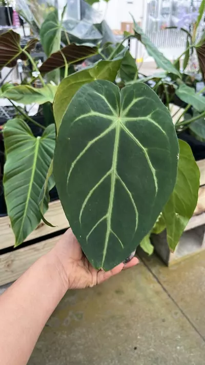 plant/F272 anthurium magnificent silver-1-thumbnail