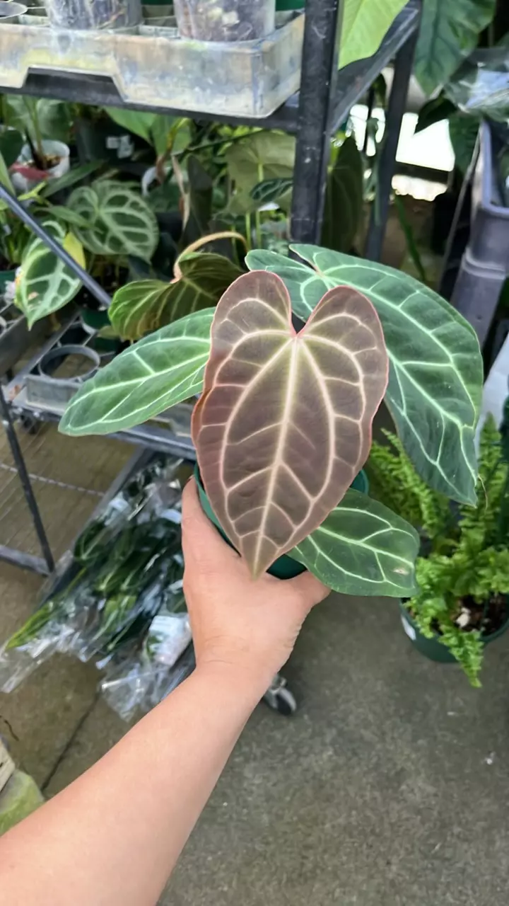 plant/F269 anthurium crystal sky-0