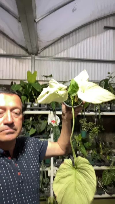 plant/oq 141 philo Mamei variegate-0-thumbnail