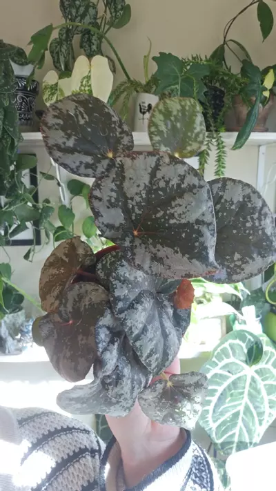plant/begonia sykakiengii-0-thumbnail