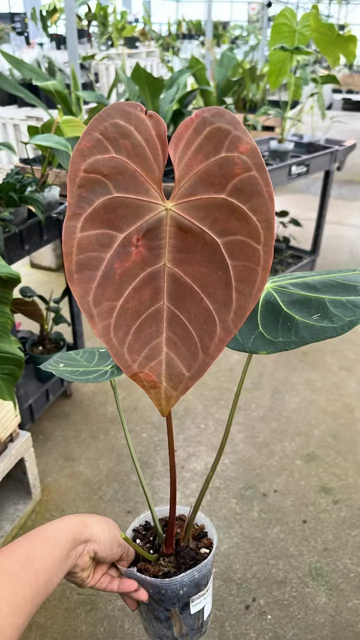 plant/D294 anthurium Shuar princes fantasy inver cros-0