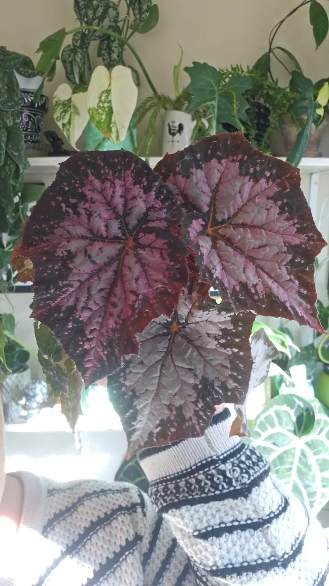 plant/begonia-0
