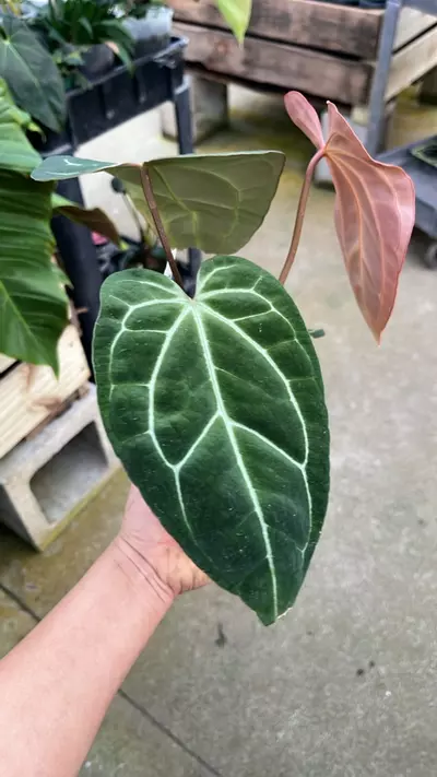 plant/F269 anthurium crystal sky-2-thumbnail