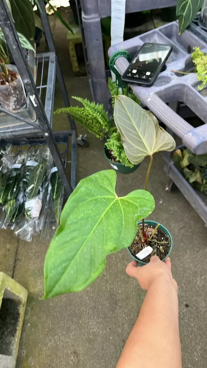 plant/F271 anthurium beautiful wonder-0