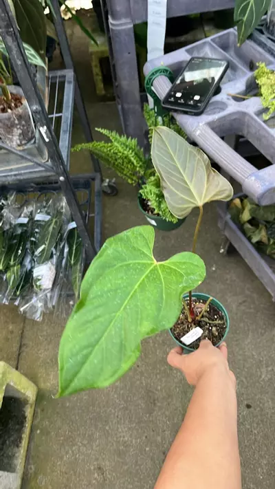 plant/F271 anthurium beautiful wonder-0-thumbnail